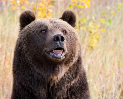 Victim of grizzly bear attack identified - East Idaho News