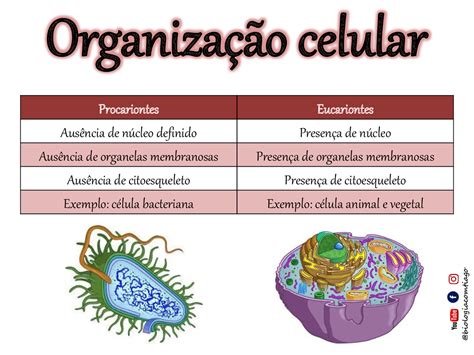 Qual A Diferença Entre A Célula Procarionte E Eucarionte