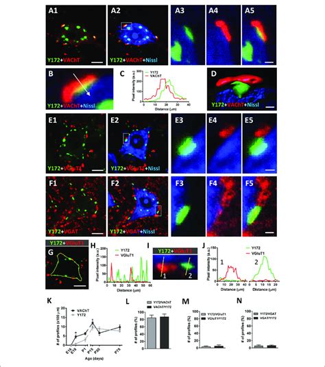 Immunocytochemical Analysis Of The Spatial Relationships Between