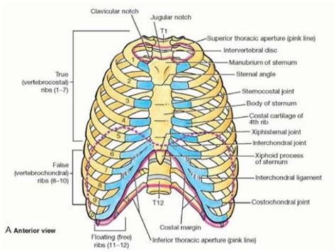 Flail Chest