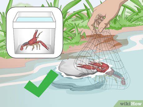 How to Take Care of Crayfish: 11 Steps (with Pictures) - wikiHow