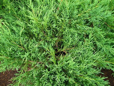 Можжевельник Андорра Компакт: описание, посадка и уход