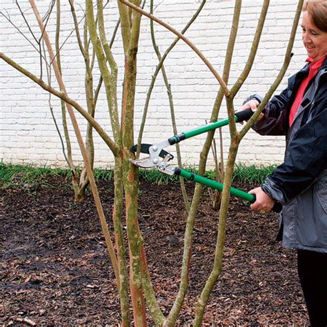 Trim Crepe Myrtles At Lena Carballo Blog
