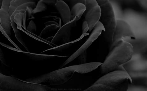 Black Roses Backgrounds Wallpaper Cave
