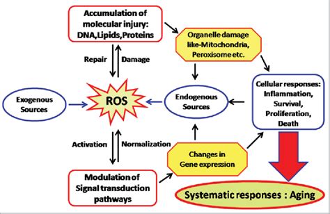 Figure 1 From Markers Of Oxidative Stress In Erythrocytes And Plasma