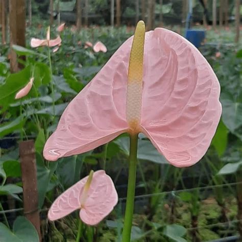 Buy Light Pink Anthurium Flowers – Delicate and Elegant | Lee Orchid