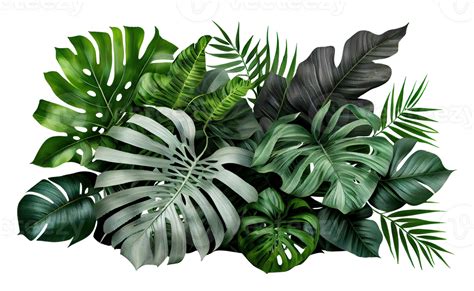 Tropical leaves foliage plant bush floral arrangement on transparent background, created with ...