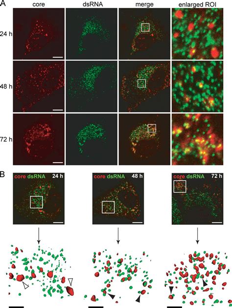 Maturation Of Hepatitis C Virus Core Protein By Signal Peptide