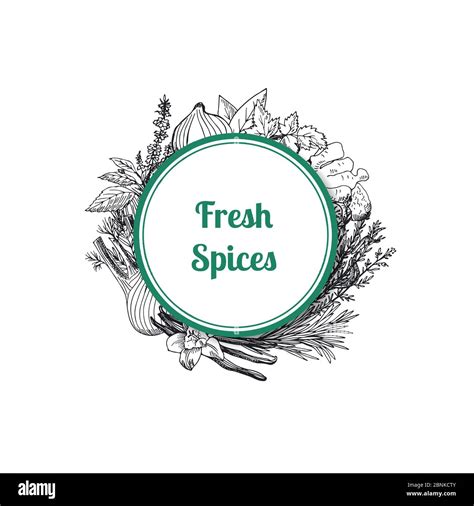 Vector Hand Drawn Herbs And Spices Stock Vector Image And Art Alamy