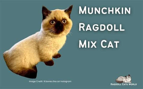 Ragdoll Munchkin Mix Cat - Everything you need to know