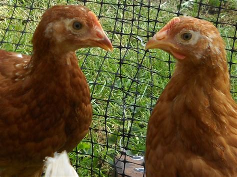 Please Help Me Sex These Week Old Red Sex Links Tons Of Pics Backyard Chickens Learn How