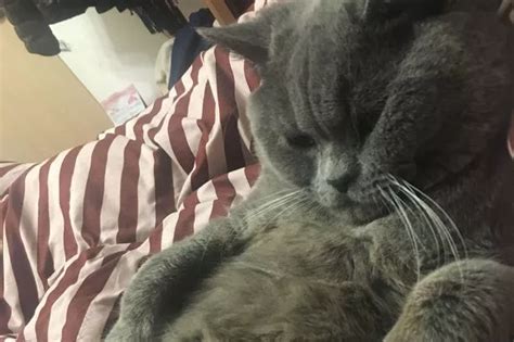 Cat Hospitalised With Exhaustion After Sex With Five Females At Cattery Daily Star