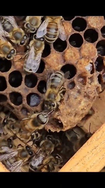 Small Video Of A Queen Emerging From A Cell This Is A Little Sneak