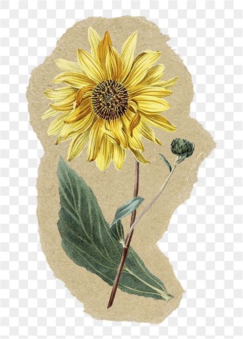 Sunflower Png Sticker With Ripped Paper