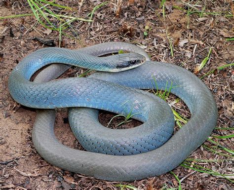 Blue Racer Nature Animals Snake Reptiles