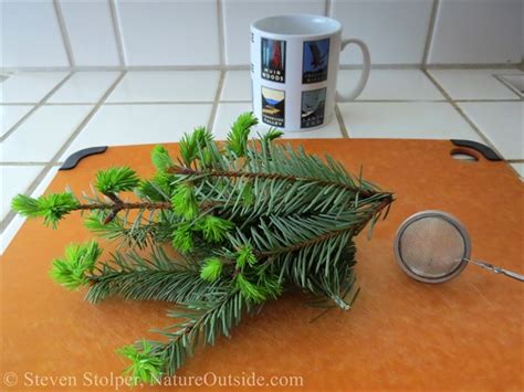 How to Make Douglas Fir Tea - NatureOutside