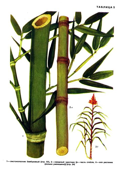 Листоколосник бамбуковый и сахарный тростник (Вехов и др. Культурные ...