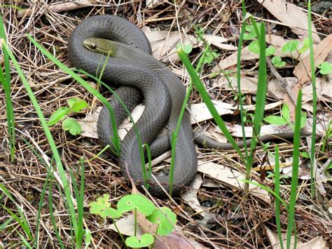 Black Bellied Swamp Snake From Coomba Park Nsw 2428 Australia On