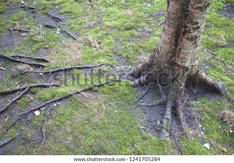 Nude Tree Roots Forest Stock Photo Shutterstock