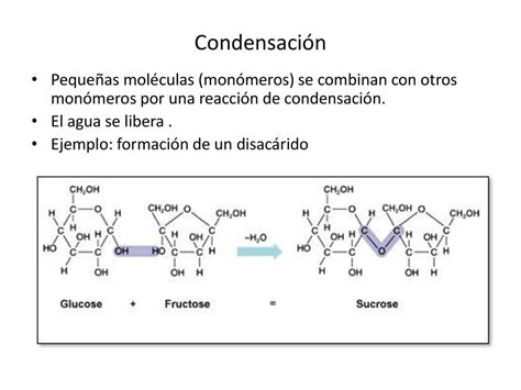 Las Mol Culas Del Metabolismo Ppt Descargar