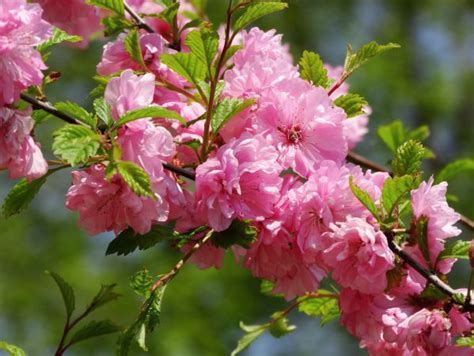 Декоративно-цветущие кустарники для сада: каталог с фото и названиями