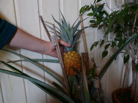 Ananas Anpflanzen Vermehrung Anbau Anleitung Plantura