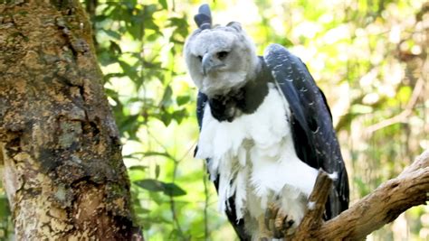 Harpy eagle Stock Video Footage - 4K and HD Video Clips | Shutterstock