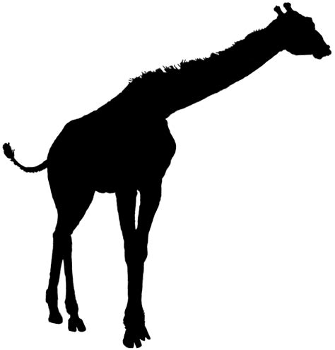 African Giraffe Silhouette Clipart Free To Use Clip Art Resource ...