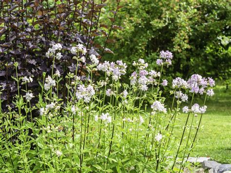 Growing Soapwort Plant Stock Photos Free Royalty Free Stock Photos