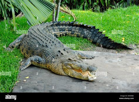 Saltwater crocodile (Crocodylus porosus) in Australia Stock Photo - Alamy
