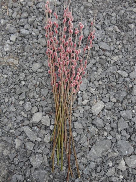 Japanese Pink Pussy Willow Salix Gracilistyla Mt Aso Red Bud Willow
