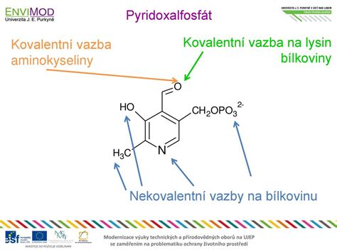 Biochemie – Katabolismus dusíkatých látek - ppt stáhnout