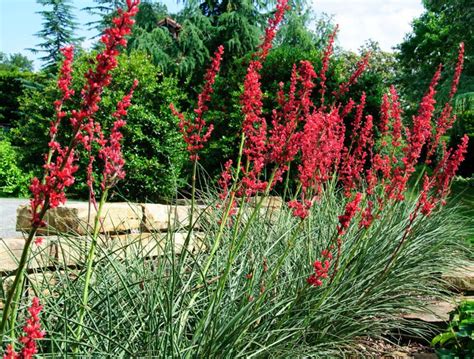 Red Yucca Seeds Texas Red Yucca Seeds Hesperaloe Seeds - Etsy