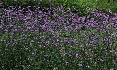 Verbena Buenos Aires Plug Plants Groupon