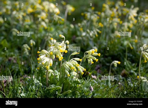 Cowslips Growing In An English Garden Stock Photo Alamy