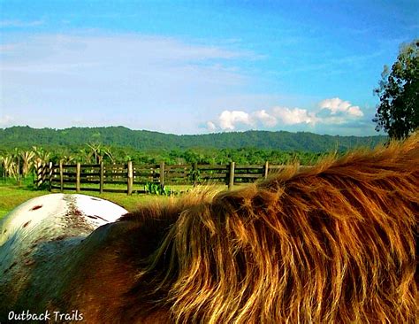 Outback Trails - Why Do Horses Have Fur, Manes, and Tails?... | Facebook