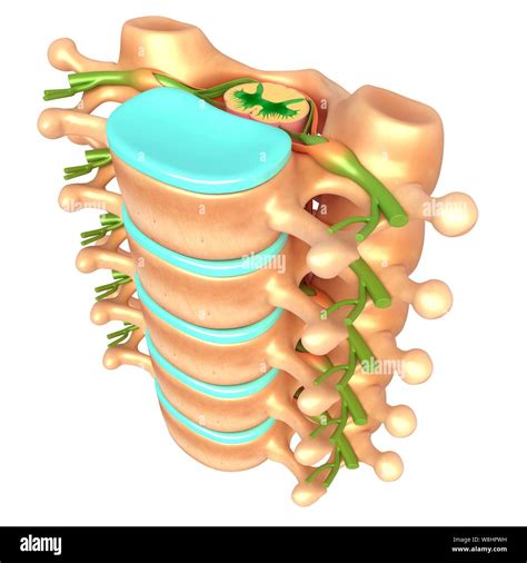 Normal Lumbar Spinal Anatomy Hi Res Stock Photography And Images Alamy