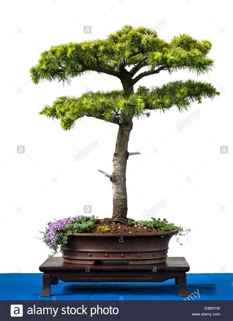 Bonsai conifer tree hi-res stock photography and images - Alamy