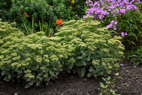 Rock 'N Grow® Lemonjade Stonecrop Sedum | Plant Addicts