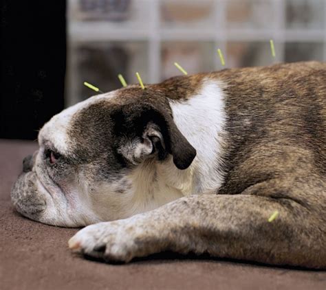 5 Reasons to Consider Veterinary Acupuncture - Dog Patch Dance - When ...