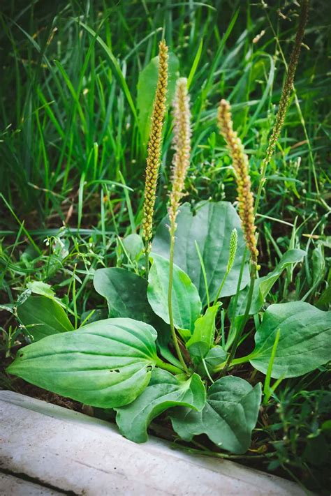 Narrow Leaf Plantain Weed