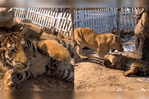 小老虎咬住饲养员裤腿不撒口，饲养员用猫薄荷自救，结果尴尬了