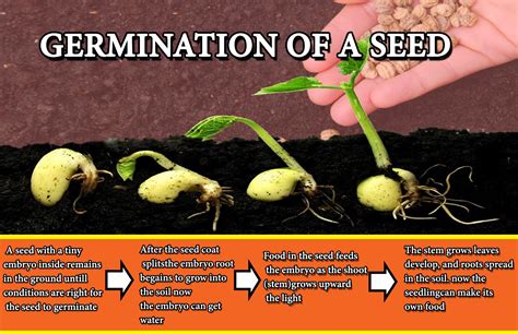 Stages Of Germination For Kids