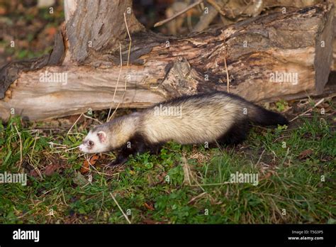 Frettchen, Mustela putorius furo, ferret Stock Photo - Alamy