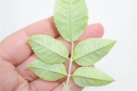 Курс - Роза Клэр Остин | Saison Romantique - цветы ручной работы