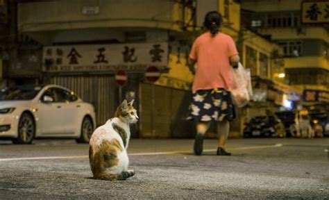 Tu Gatito Se Ha Escapado Y No Sabes C Mo Traerlo De Vuelta A Casa