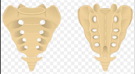 Diagram Of Sacrum Bony Landmarks Quizlet