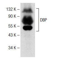 DBP抗体 A 5 SCBT Santa Cruz Biotechnology