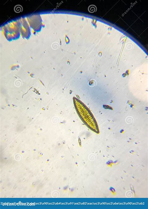 Water Bears Under Microscope