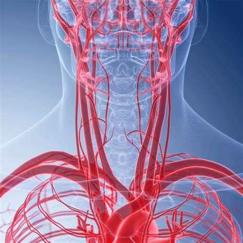 carotid artery disease yourcareeverywhere